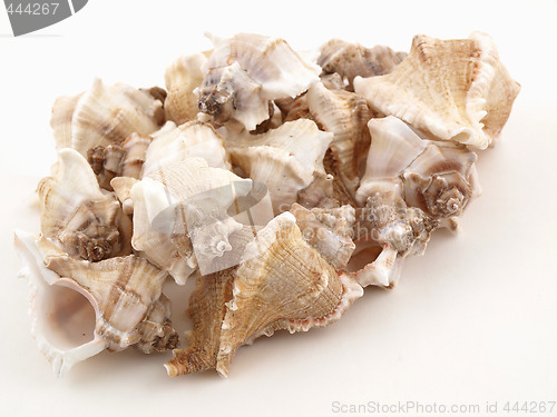 Image of Shells on White