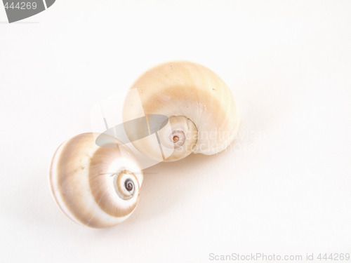 Image of Sea Snail Shells