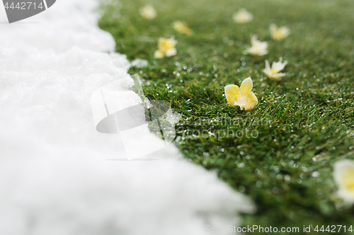 Image of Meeting snow on green grass close up - between winter and spring concept background