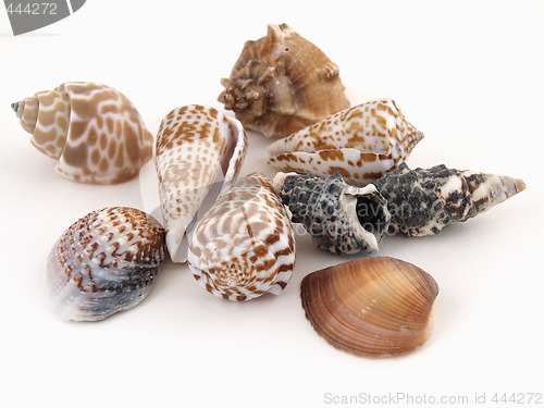 Image of Sea Shells on White