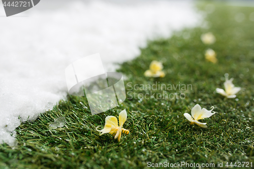 Image of Meeting snow on green grass close up - between winter and spring concept background