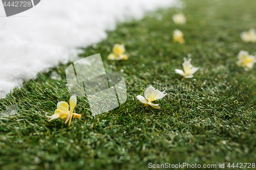 Image of Meeting snow on green grass close up - between winter and spring concept background