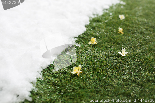 Image of Meeting snow on green grass close up - between winter and spring concept background