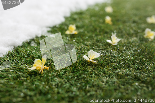 Image of Meeting snow on green grass close up - between winter and spring concept background