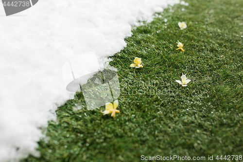 Image of Meeting snow on green grass close up - between winter and spring concept background