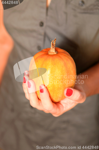 Image of small pumpkin in hands of woman