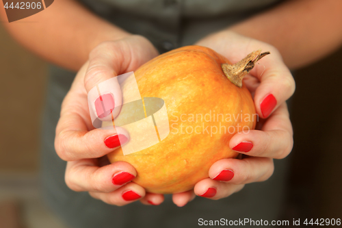 Image of yellow pumpkin in hands