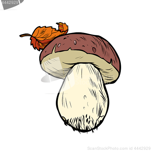 Image of White mushroom boletus