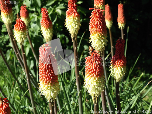 Image of Torch Lily