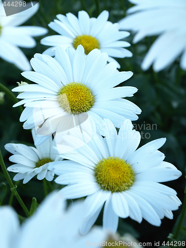 Image of Daisies