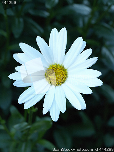 Image of Daisy