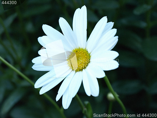 Image of Isolated Daisy