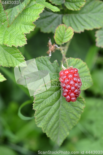 Image of Raspberriy