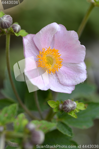 Image of Japanese anemone