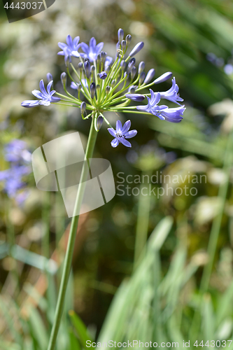 Image of Bell African lily