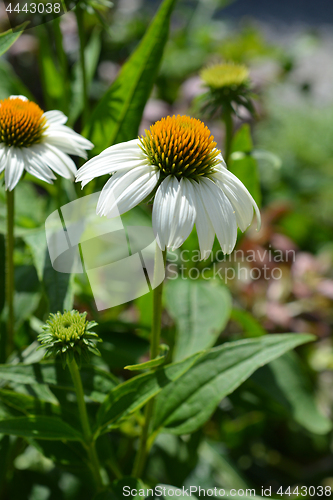 Image of White coneflower