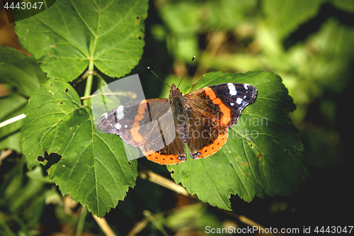 Image of Red Admiral butterfly in a green garden