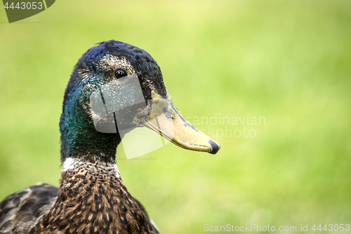 Image of Duck close-up of the head standing out