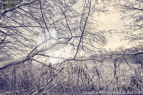 Image of Forest in the winter with trees covered in snow