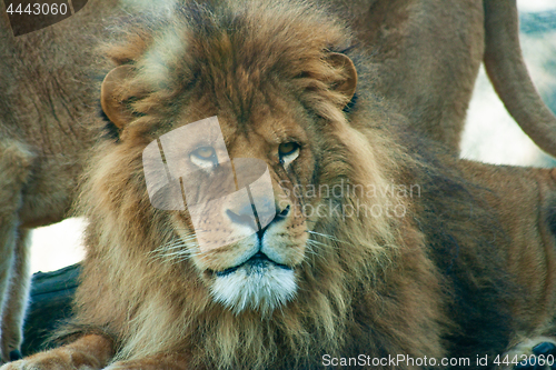 Image of Lion in the nature