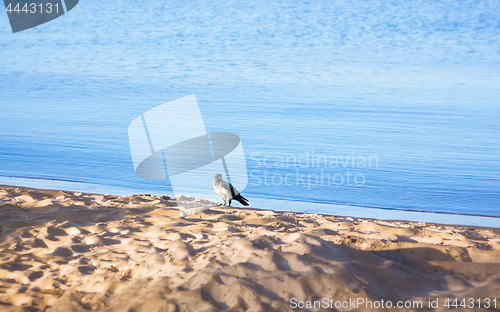 Image of One Gray Crow Standing On The Beach Near The Water