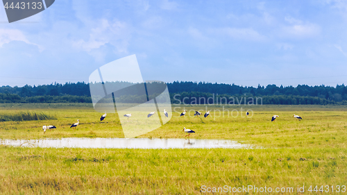 Image of White Storks Resting On A Yellow Field At Summer Day