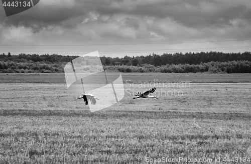 Image of Two White Storks Fly Over A Field - Black And White