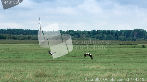Image of Two White Storks Fly Over A Field In Summer