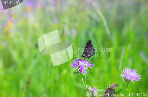 Image of Peacock Butterfly Drinking Nectar On A Summer Meadow