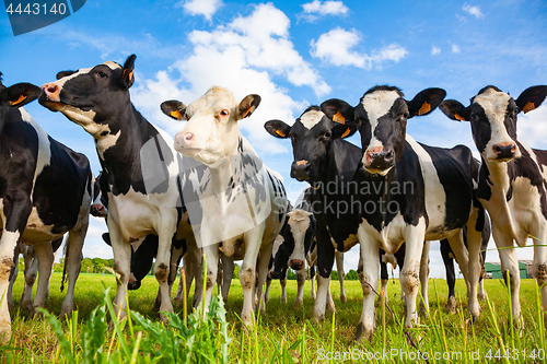 Image of Holstein cows in the pasture