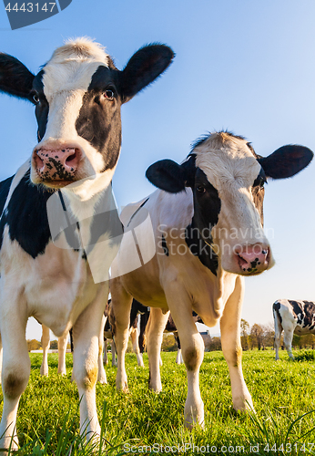 Image of Holstein cows portrait