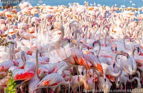 Image of Pink flamingo in the Camargue