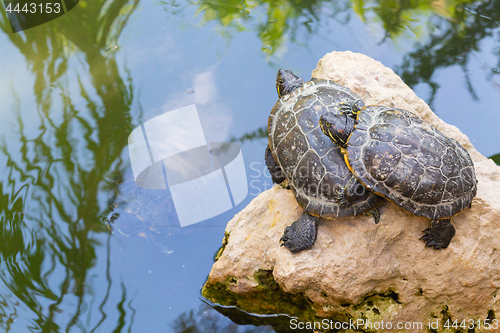 Image of Turtles standing on a stone in the water