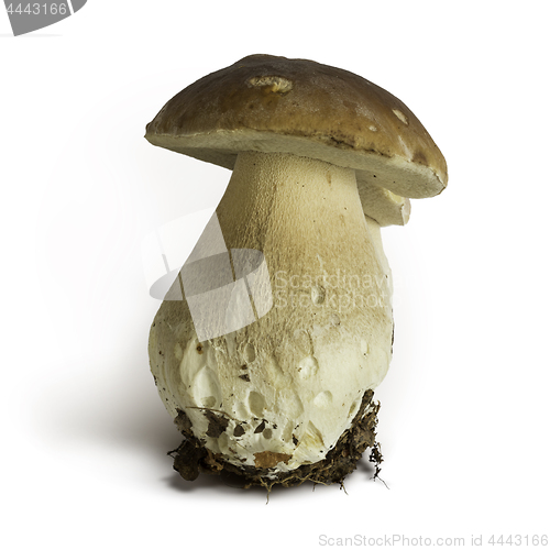 Image of Boletus edulis mushroom 