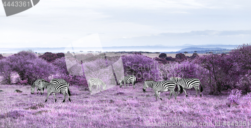 Image of zebras grazing in purple african savannah