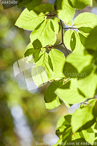 Image of Fall leaves on a tree branch 