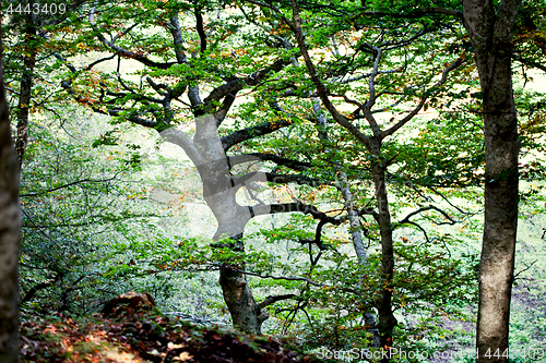 Image of Italian autumn forest