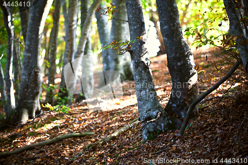 Image of Italian autumn forest landscape.