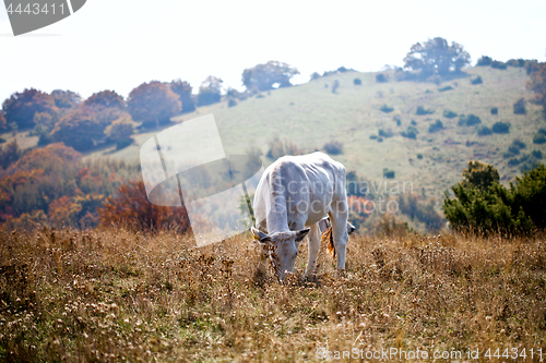 Image of Cow in the pasture.