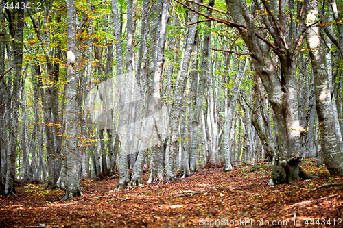 Image of Autumn forest. Italian landscape.