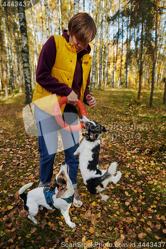 Image of Woman playing with two Jack Russell