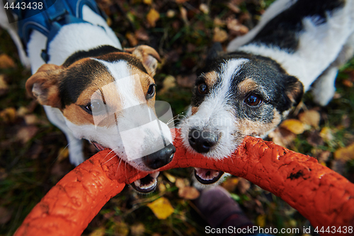 Image of Jack russells fight over stick