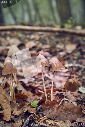 Image of Mushroom growing in the forest