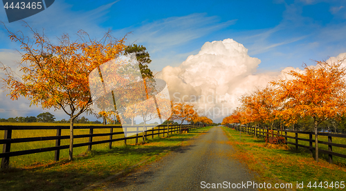 Image of Tree lined road in Autumn