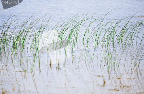 Image of Reed plants in open water of the Florida lake