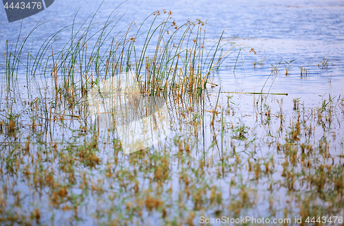 Image of Reed plants in open water of the Florida lake