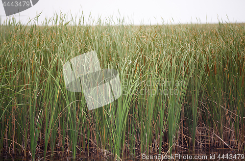 Image of Reed plants in open water of the Florida lake