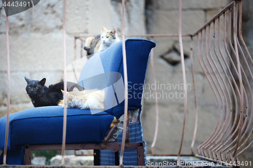 Image of Three undomesticated cats on a blue abandoned arm-chair
