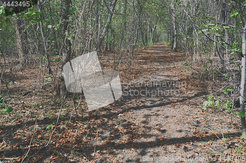 Image of Pathway amidst Trees In Forest