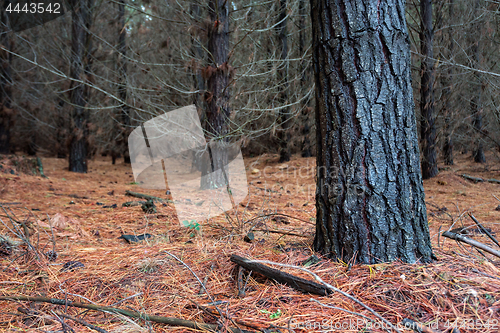 Image of Pine Forest